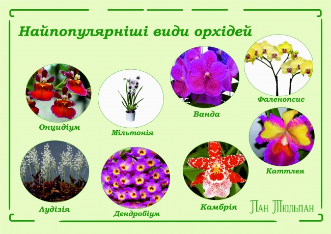Види орхідей