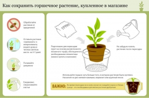 Как сохранить комнатные растения