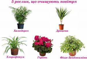 5 рослин, що очищують повітря
