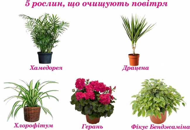 5 рослин, що очищують повітря