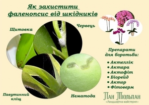 Захист орхідей від шкідників