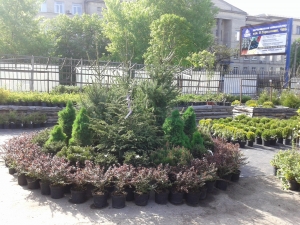 Запрошуємо усіх до Садового центру "Пан Тюльпан"