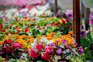 В Кировограде состоялась выставка цветов