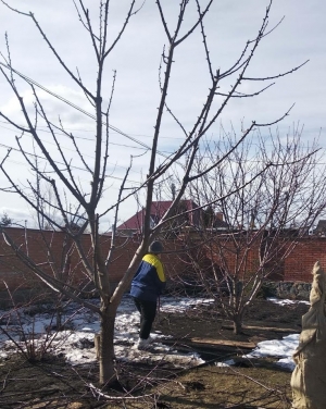 Саме час займатись обрізкою свого саду!