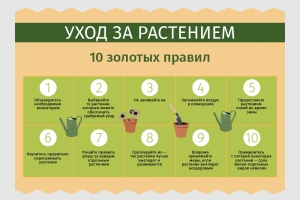 10 правил ухода за комнатными растениями