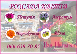 Однорічні квіти в наявності