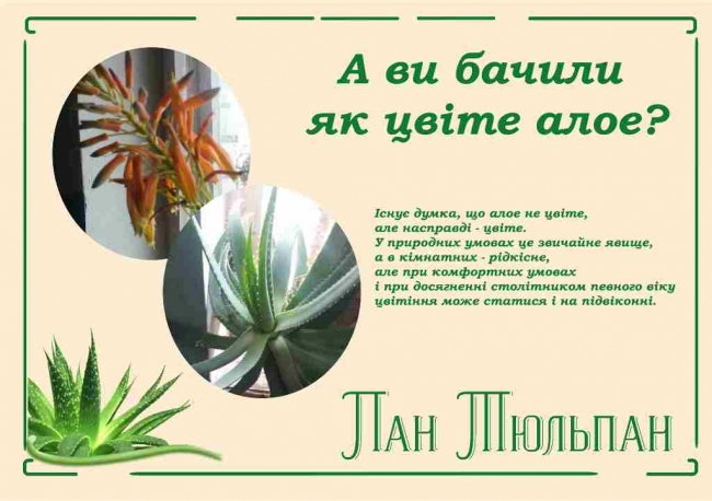 Як цвіте алое